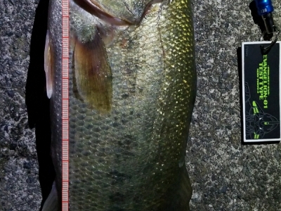 相模川で初50cm