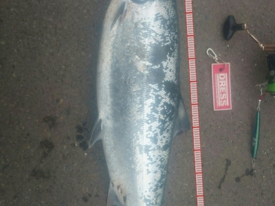 夕マズメ3.5㎏