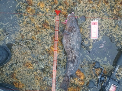 日本海地磯