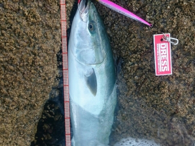 日本海地磯鴎島フクラギ
