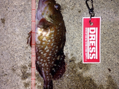 八戸でカサゴ釣れました〜