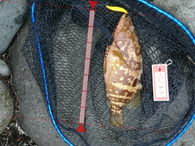初投稿
