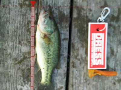 BFS初釣果