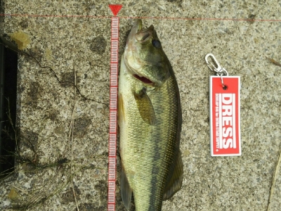 トップは楽しい