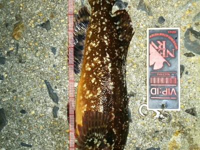 三部テトラ ポイントにて クジメ