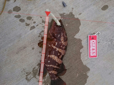 まさか湾内でキジハタ？ 