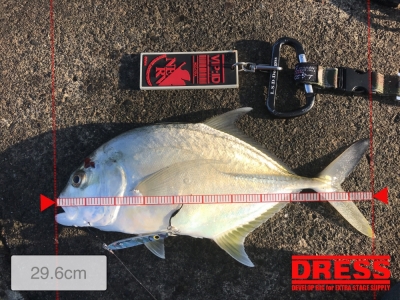 もうちょいで 30cm