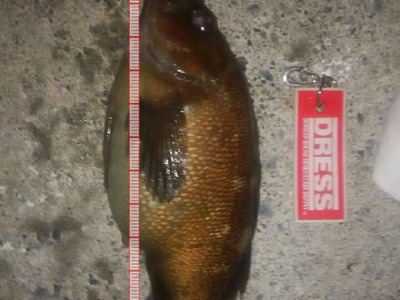 エゾメバル