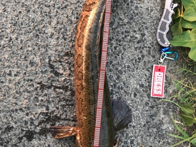 鶏の餌