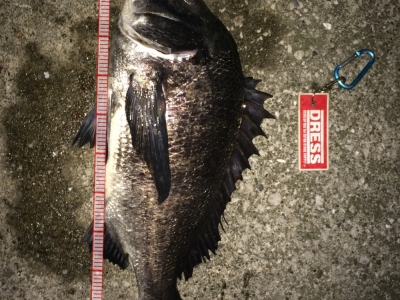 更にもう一本！今度は黒鯛！