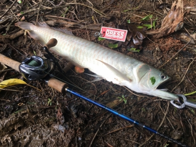 AROWANA FISH. GET