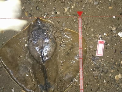 十三湖でエイ