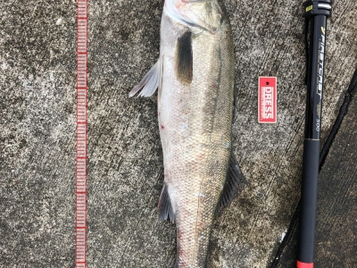 シーバスゲット！