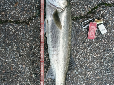 シバス釣れた(笑)