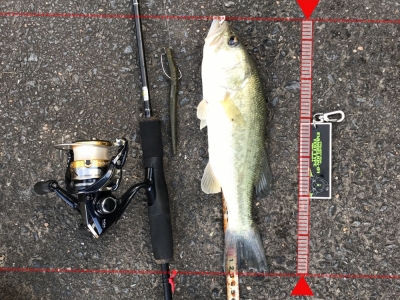 最近インレットしか釣れません