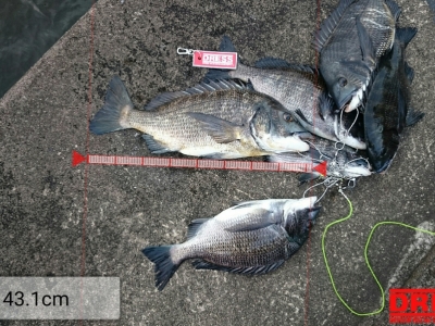 本日は計８枚の釣果。