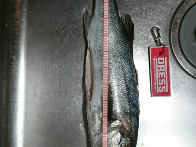 本命じゃないですがカメジャコにヒット❗