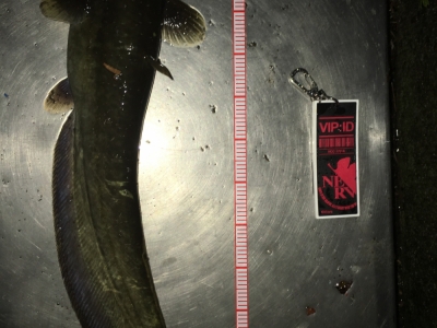 バス狙いでズーナマちゃん♪