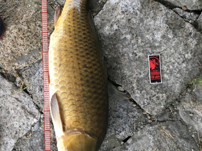 怪魚w