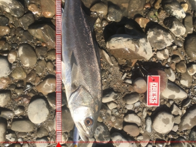 くぅ〜なんとかキャッチ  ゴリアテHI