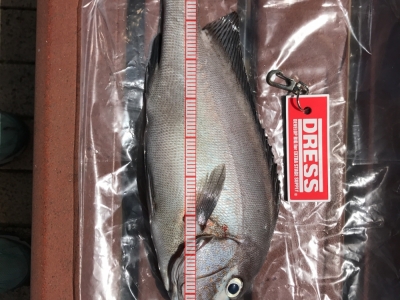 細鱗