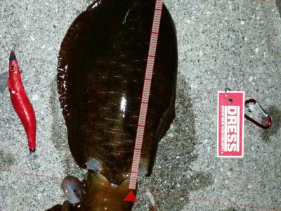 八丈島からの投稿(^^)