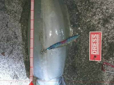 八丈島からの投稿(^-^)1.6キロ