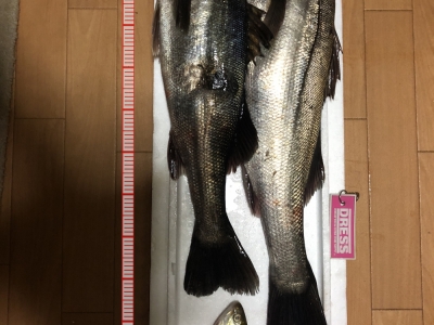 ヒカリモノグイ