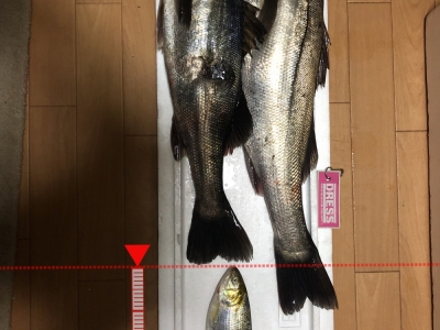 ヒカリモノ