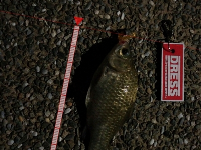 夜釣-鯽仔