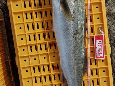 シーバス