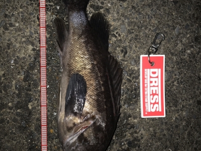 防波堤で久々の尺ソイ