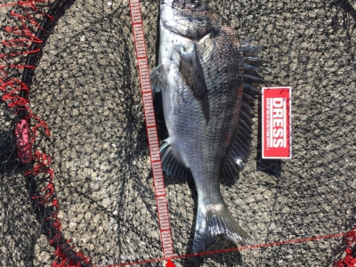 泉佐野紀州釣り
