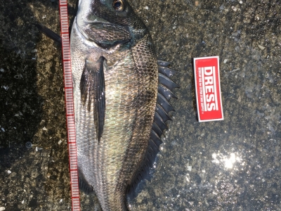 泉佐野紀州釣り