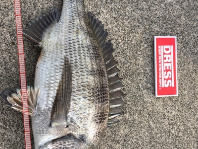 鳥羽坂手島紀州釣り