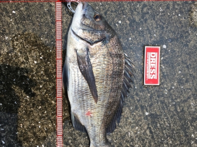 泉佐野紀州釣り