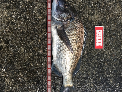 泉佐野紀州釣り