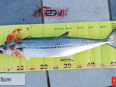 紀伊国青物第壱号