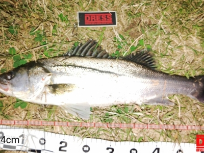 取り敢えずボウズ逃れ