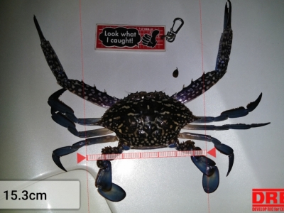 シーバス下見でザガミ～～～っつ！！