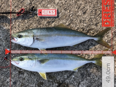 ジグサビキに鈴なり！ あまりの引きにブリかと、、、