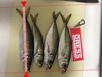 ちっちゃい魚！！