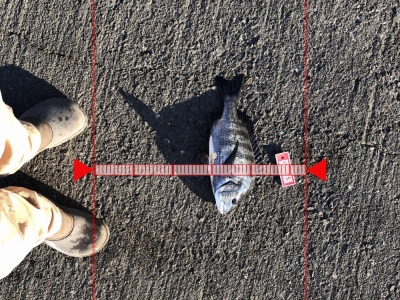 初釣り２ヘチ
