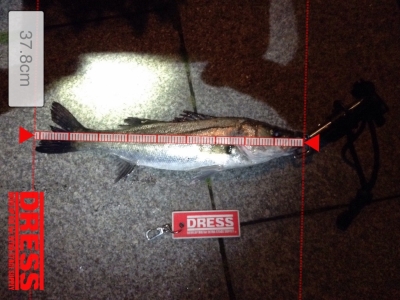 sea bass