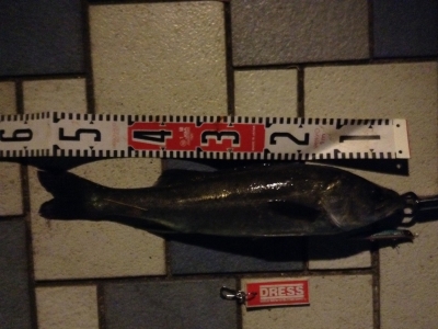 sea bass