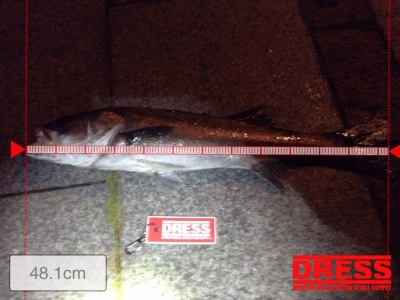 sea bass