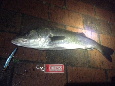 sea bass