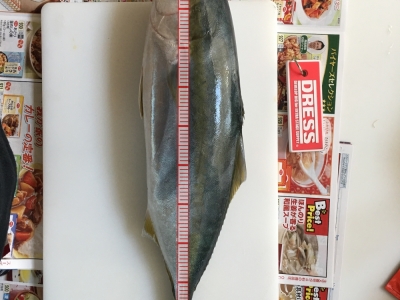 初青物！！