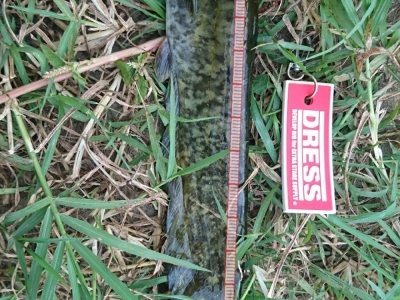 鯰魚