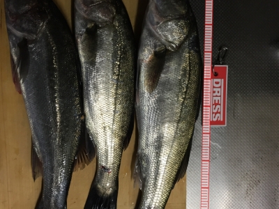 導流堤でエビ撒き
